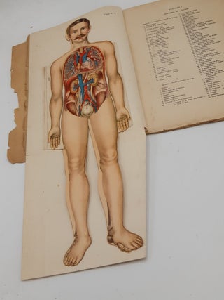 ATLAS ANATOMIQUE DE L'HOMME ET DE LA FEMME Anatomie et physiologie du corps humain.