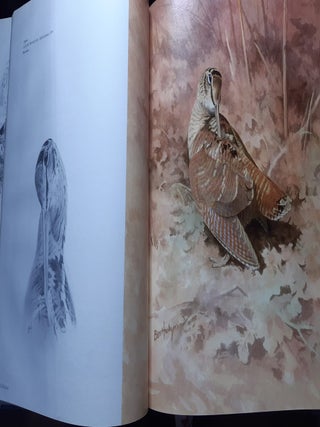 THE WOODCOCK Artists' Impressions.